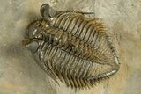 Amazing Tower Eyed Erbenochile Trilobite - Morocco #344461-1